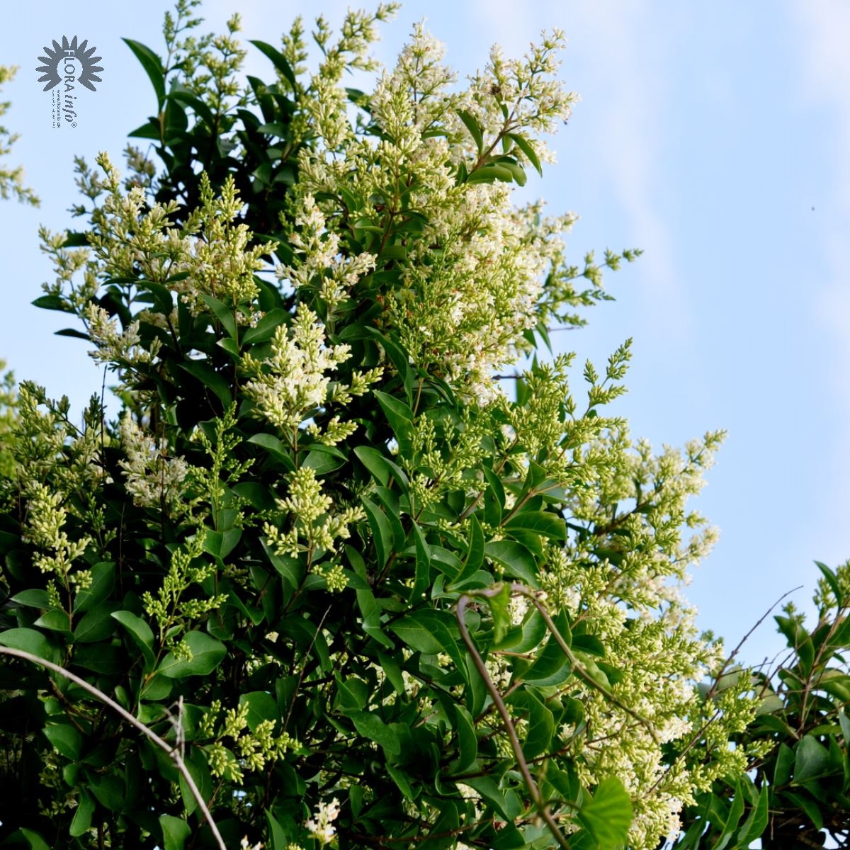 Blomstrende vinterliguster hekk