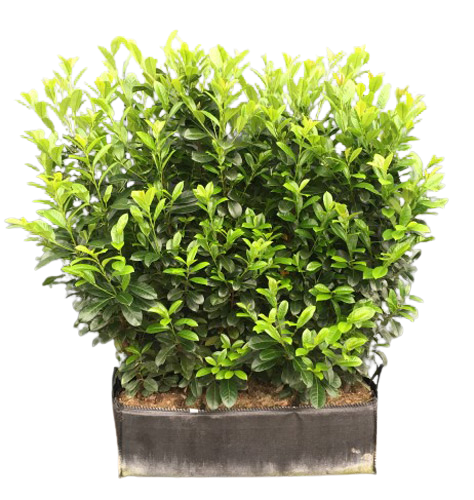 Laurbærhegg 'Etna' (Hekkelementer på 1 meter)