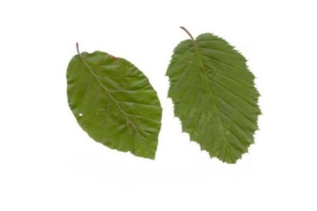 fagus sylvatica _carpinus betulus