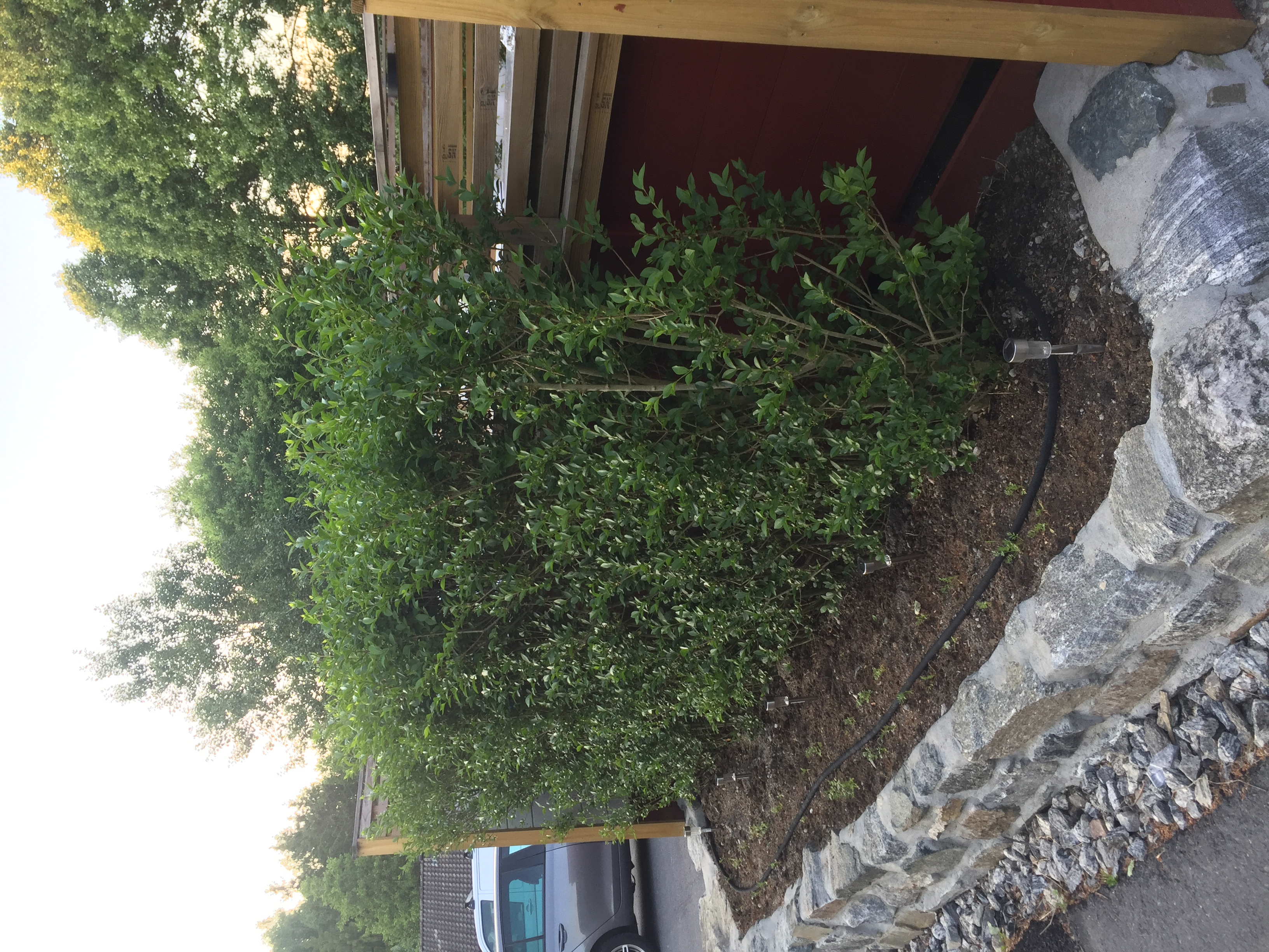 Vinterliguster ferdighekk Oslo første bilde