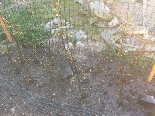 Agnbøk hekk plantet i Bødalen, frodig og tett