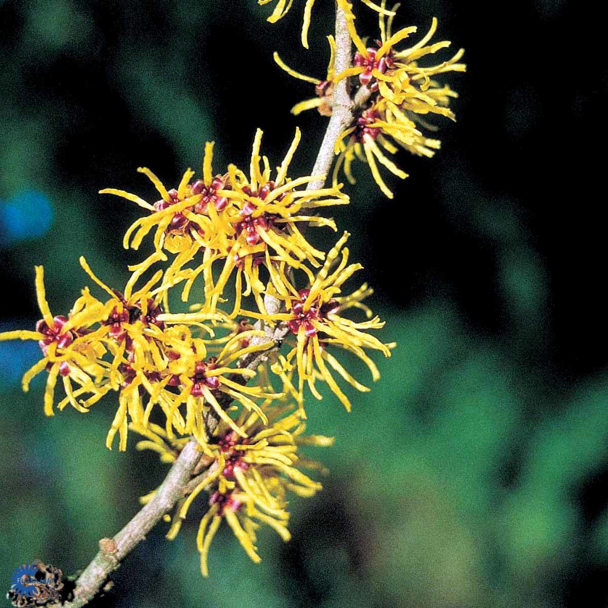 Trollhassel 'Pallida'