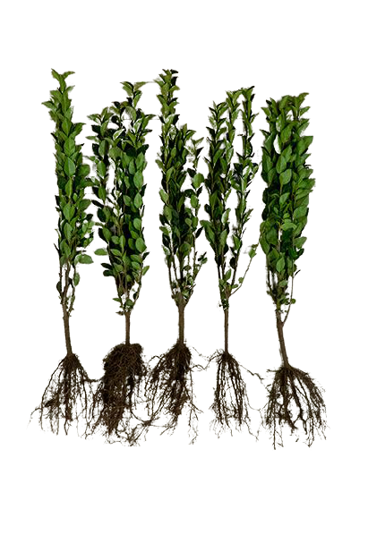 Liguster ovalifolium barrot, klar for hekkplanting