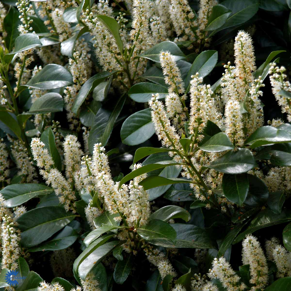 Laurbærhekk Etna (Prunus laurocerasus) ferdighekk