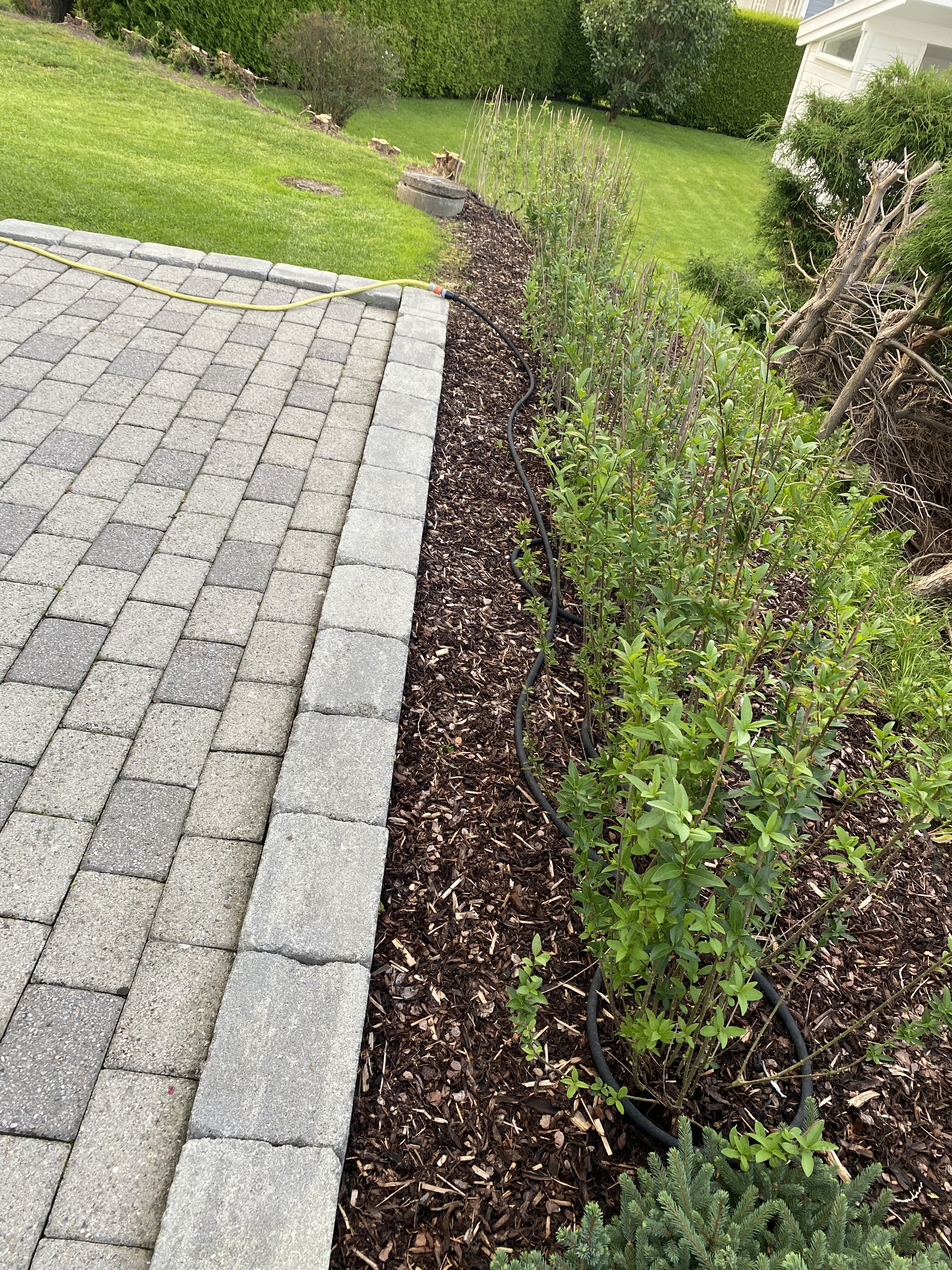 Vinterliguster Tolvsrød 2024