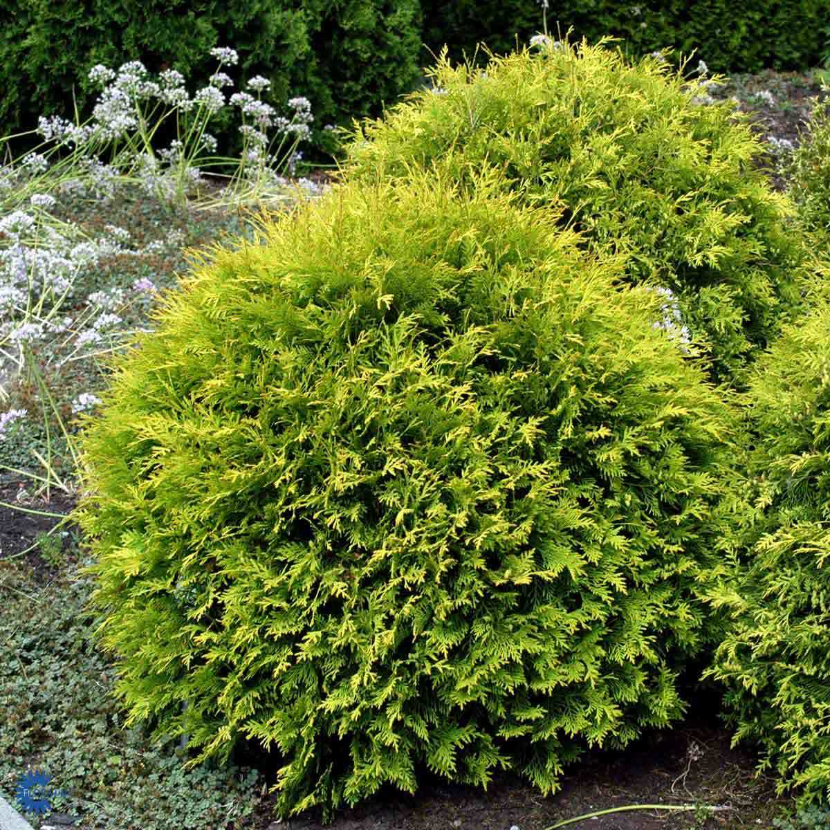 Tuja 'Golden Globe', kuletuja