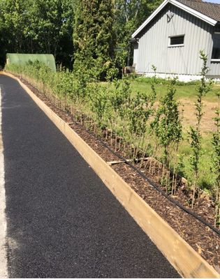 Bilde fra hageprosjekt i Sande, grønn hekk