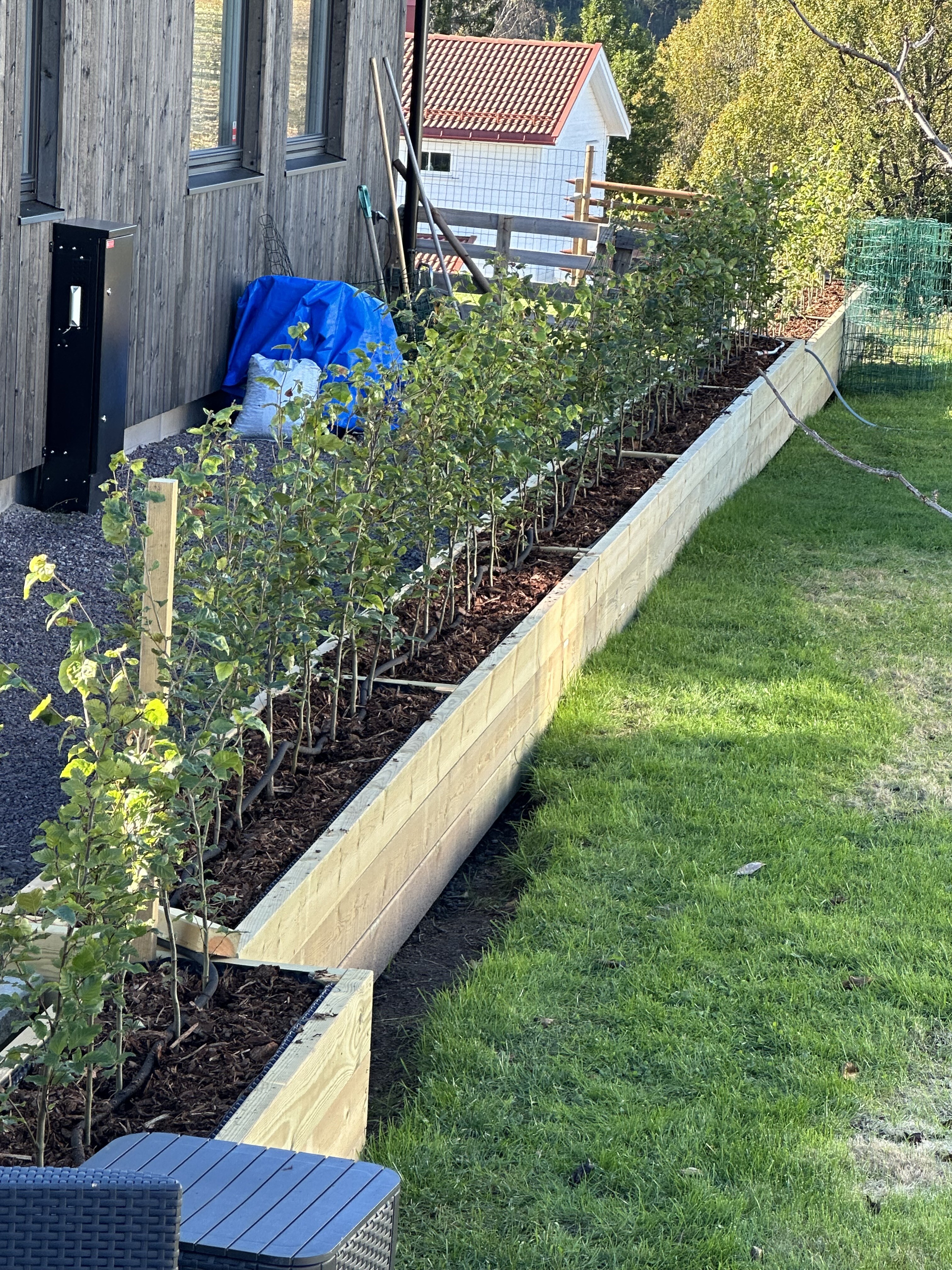 Bøk potte 80-100 Undrumsdal september 2024 2