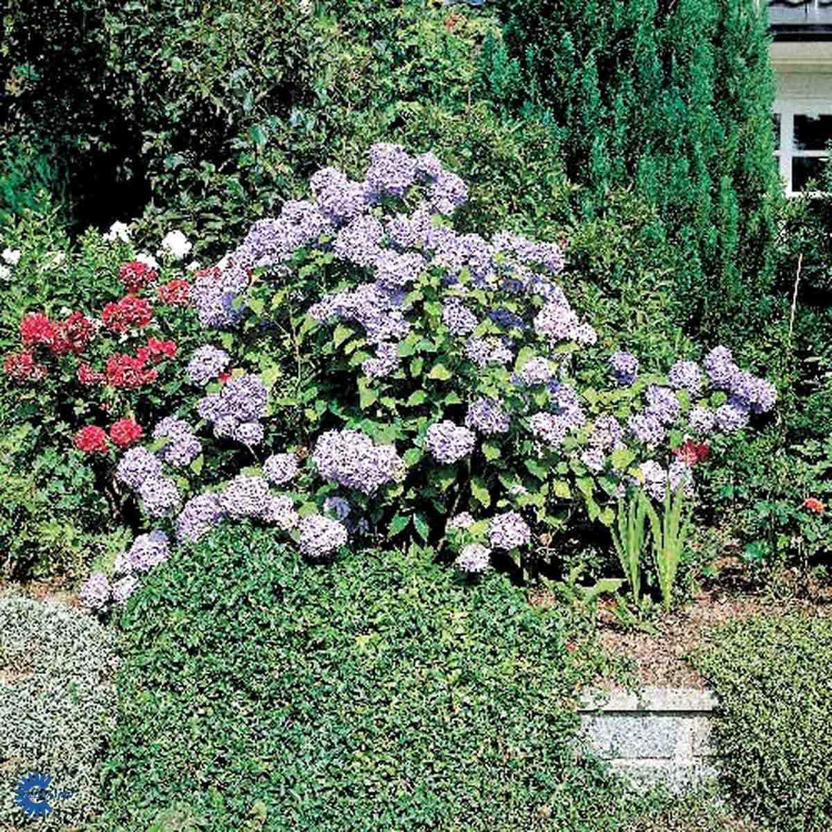 STUEHORTENSIA (BUSK)