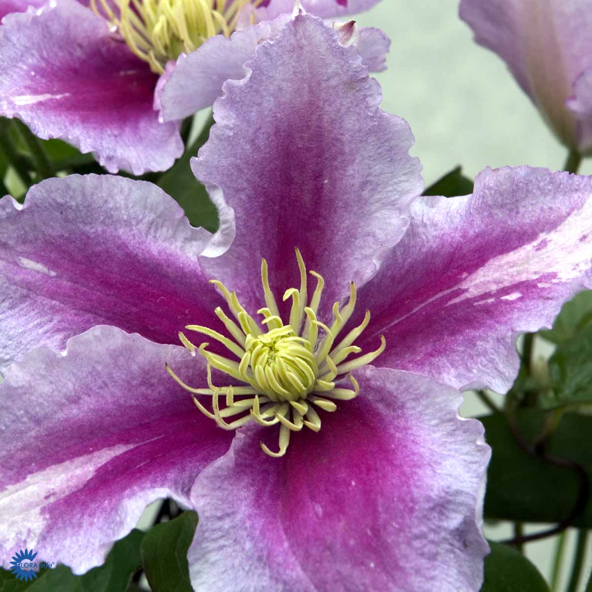 Klematis (Storblomstret) 'Piilu'