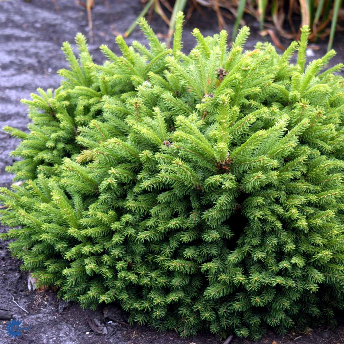 Rødgran 'Ohlendorffii'