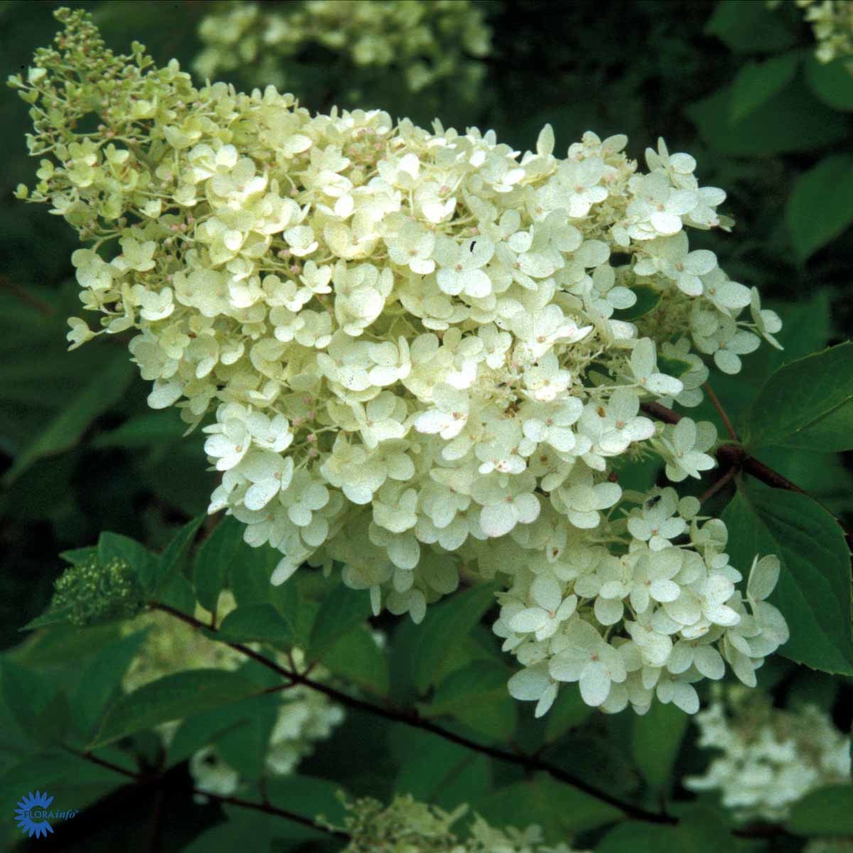 SYRENHORTENSIA (BUSK)