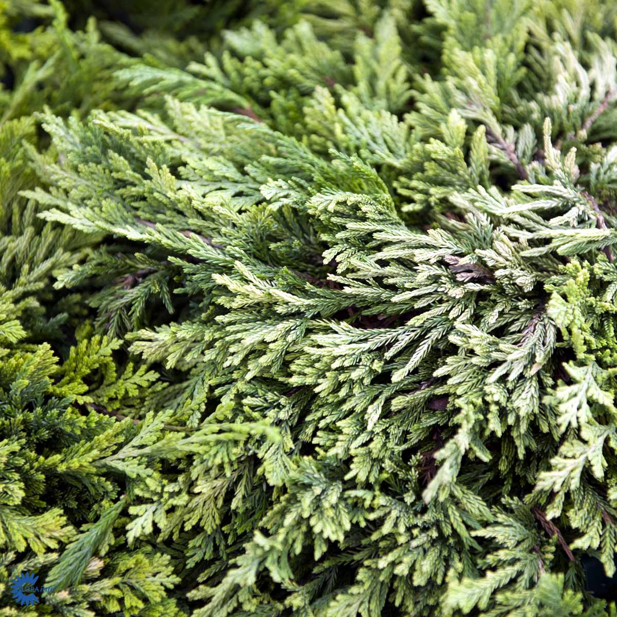 Krypeiner 'Golden Carpet'