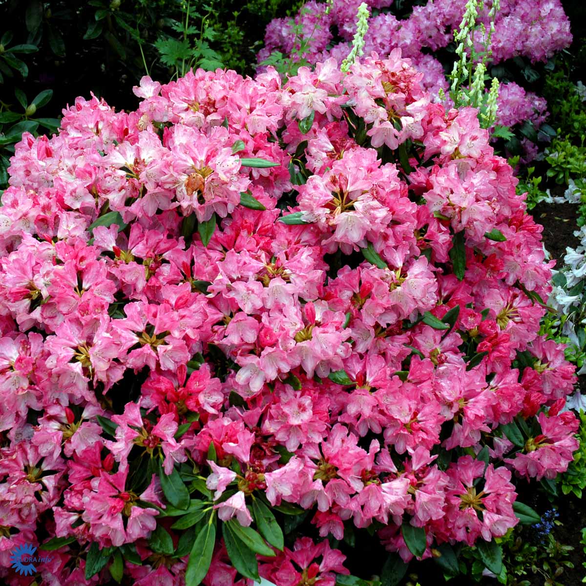 Rhododendron 'Sneezy'