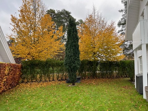 Liguster og Thuja Vettre 5