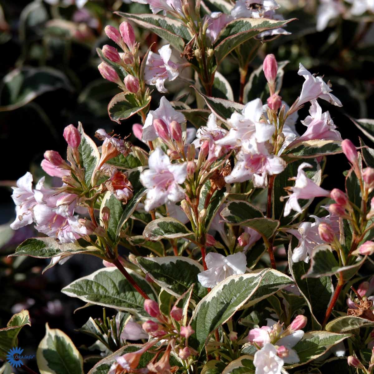 Roseklokkebusk 'Nana Variegata'