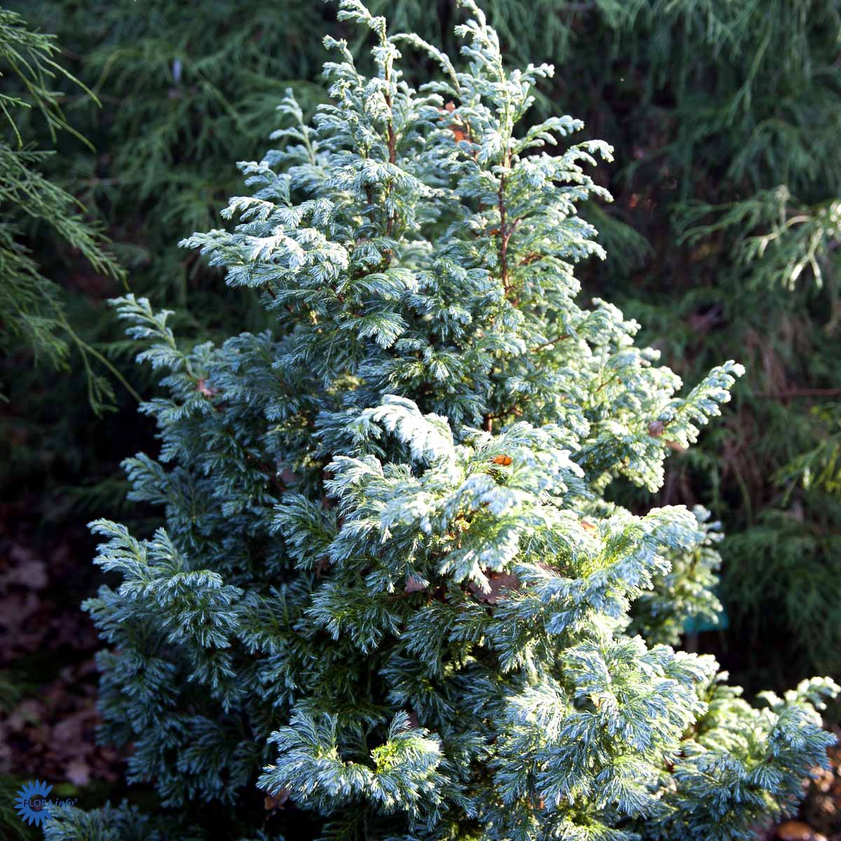Nålesypress 'Boulevard'