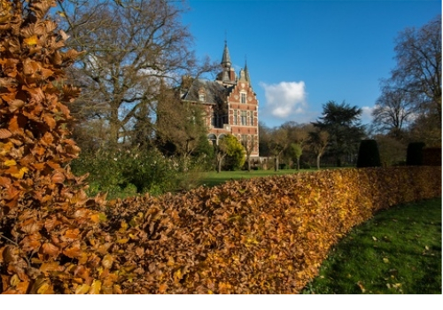 Bøk hekkplante, grønn og robust