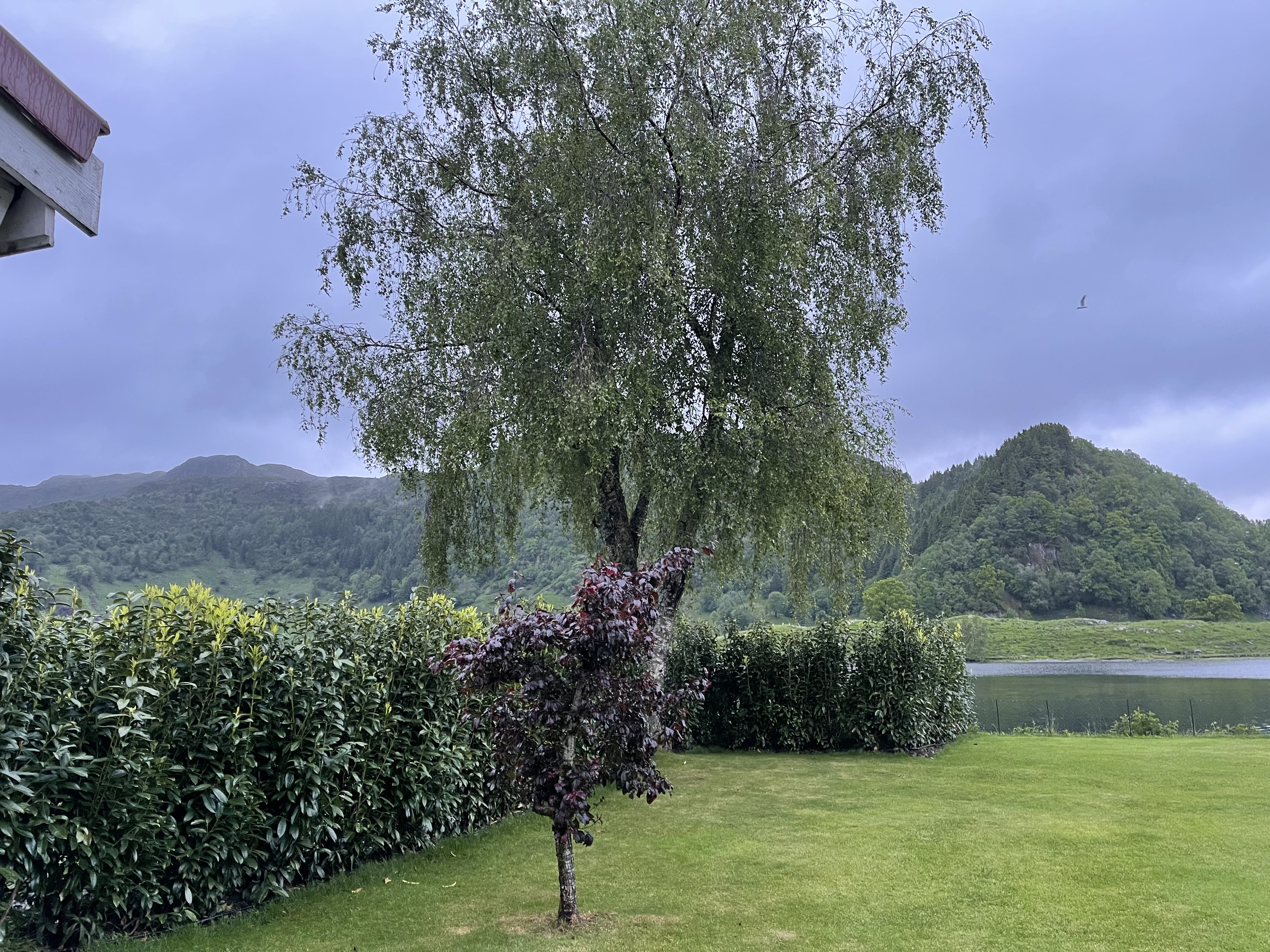 Bilde av hekk og grønn plen i hagen