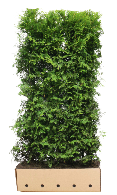 Thuja Brabant (Hekkelemementer på 1 meter)