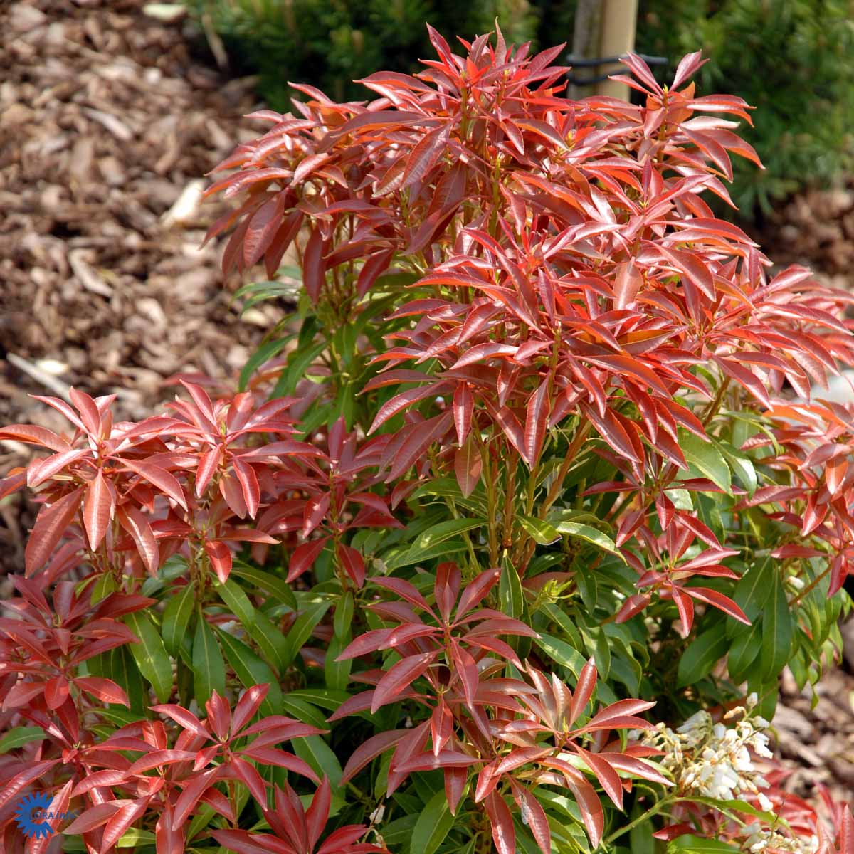 PIERIS 'MOUNTAIN FIRE' (BUSK)