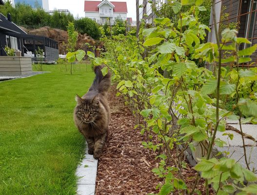 Bøk hekk plantet i Hauge i Dalane, tett og grønn