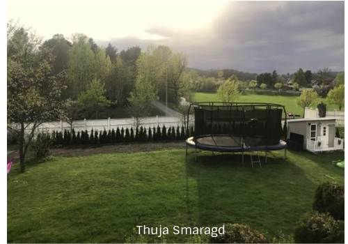 Thuja hekkplante, tett og frodig