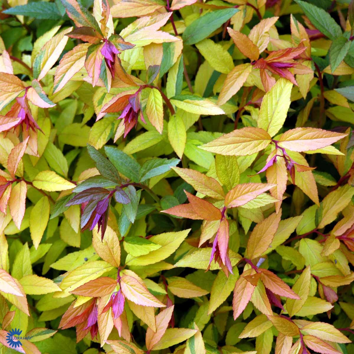 JAPANSPIREA 'GOLDFLAME' (BUSK)