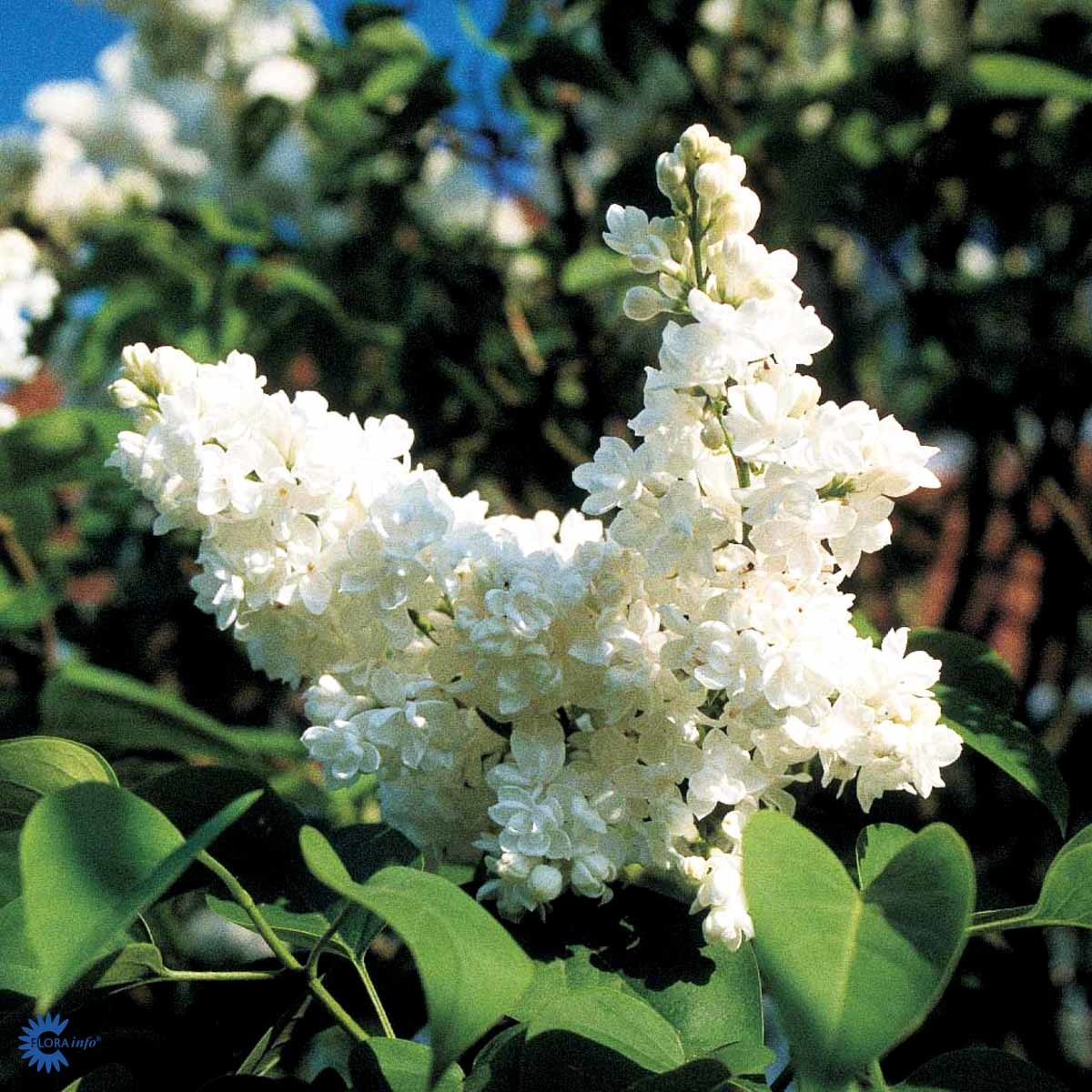 SYRIN 'MME LEMOINE' (BUSK)