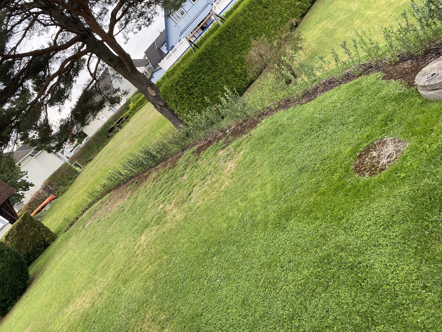 Liguster liga barrot Tolvsrd Tnsberg liten