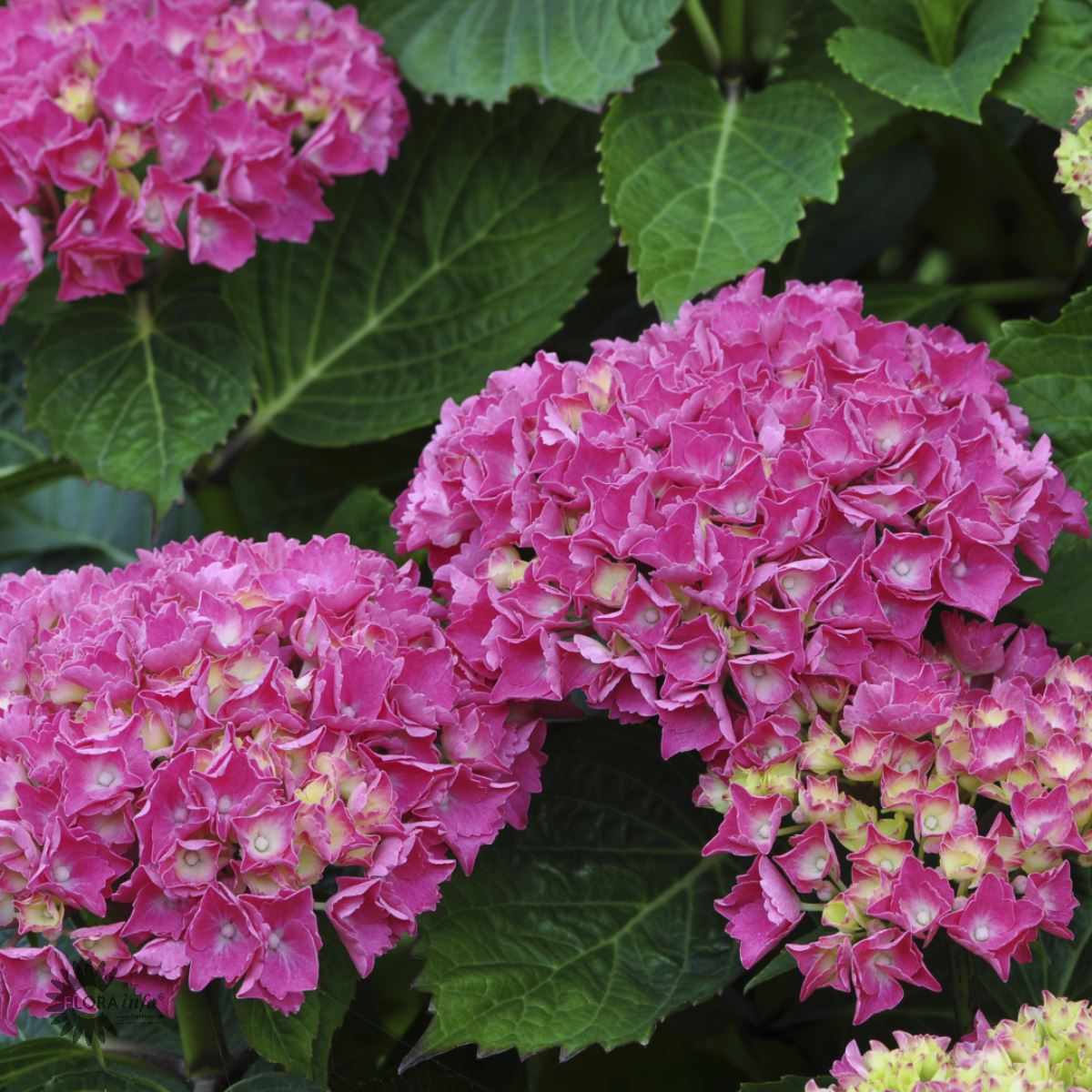 Hortensia 'Red Baron'