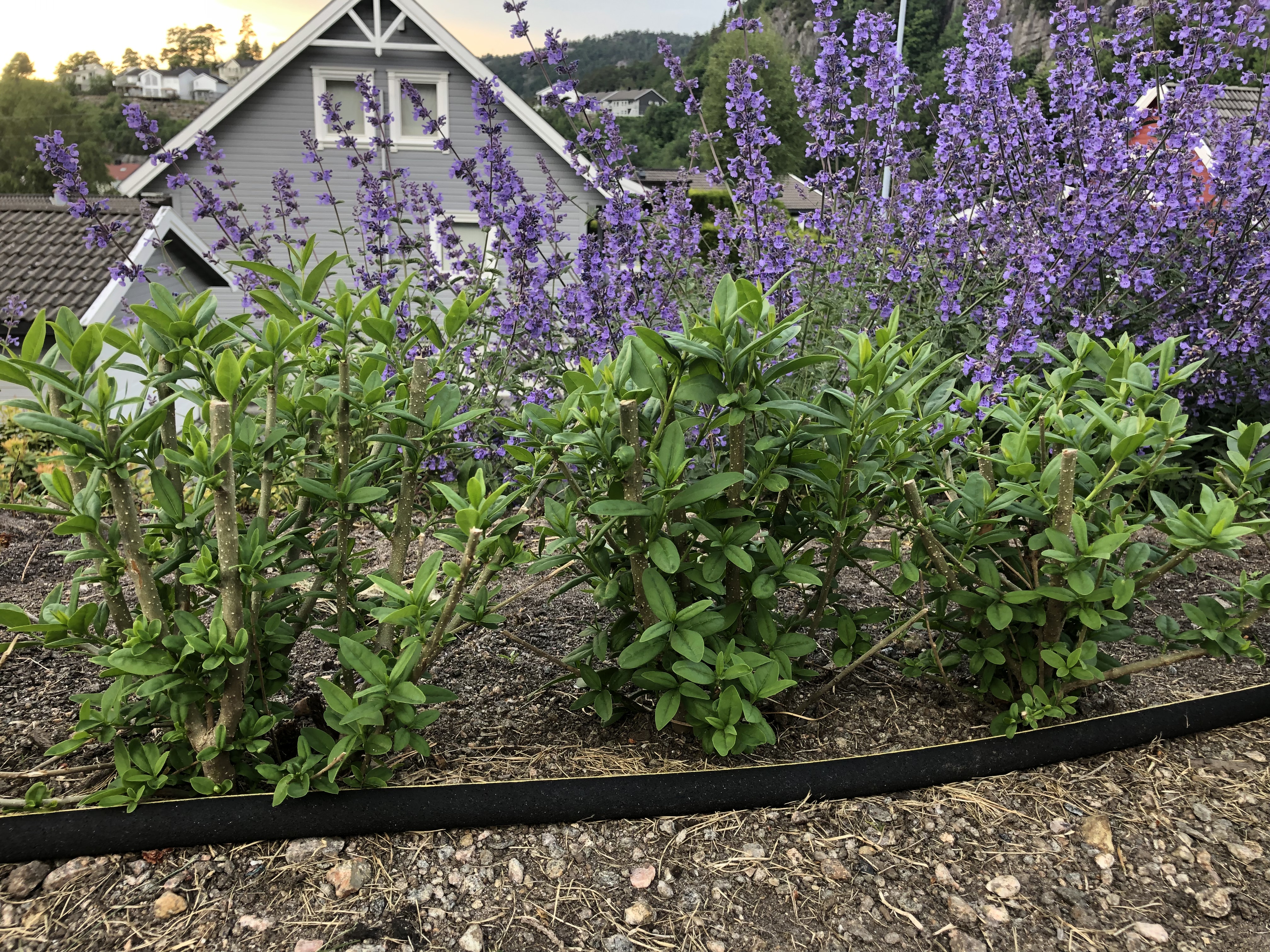 Liguste liga barrot Lindesnes Hennestad 2