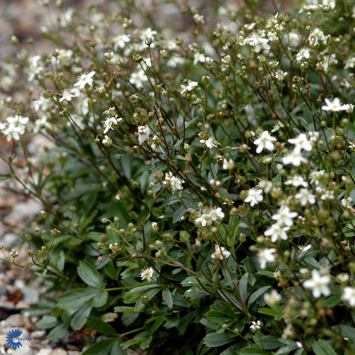 GRØNLANDSMURE (BUSK)