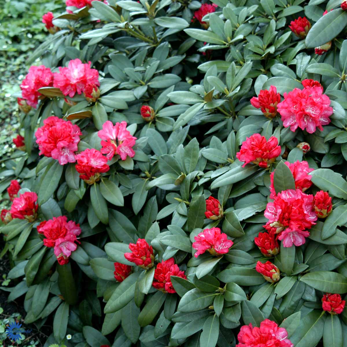 Rhododendron 'Anuschka'