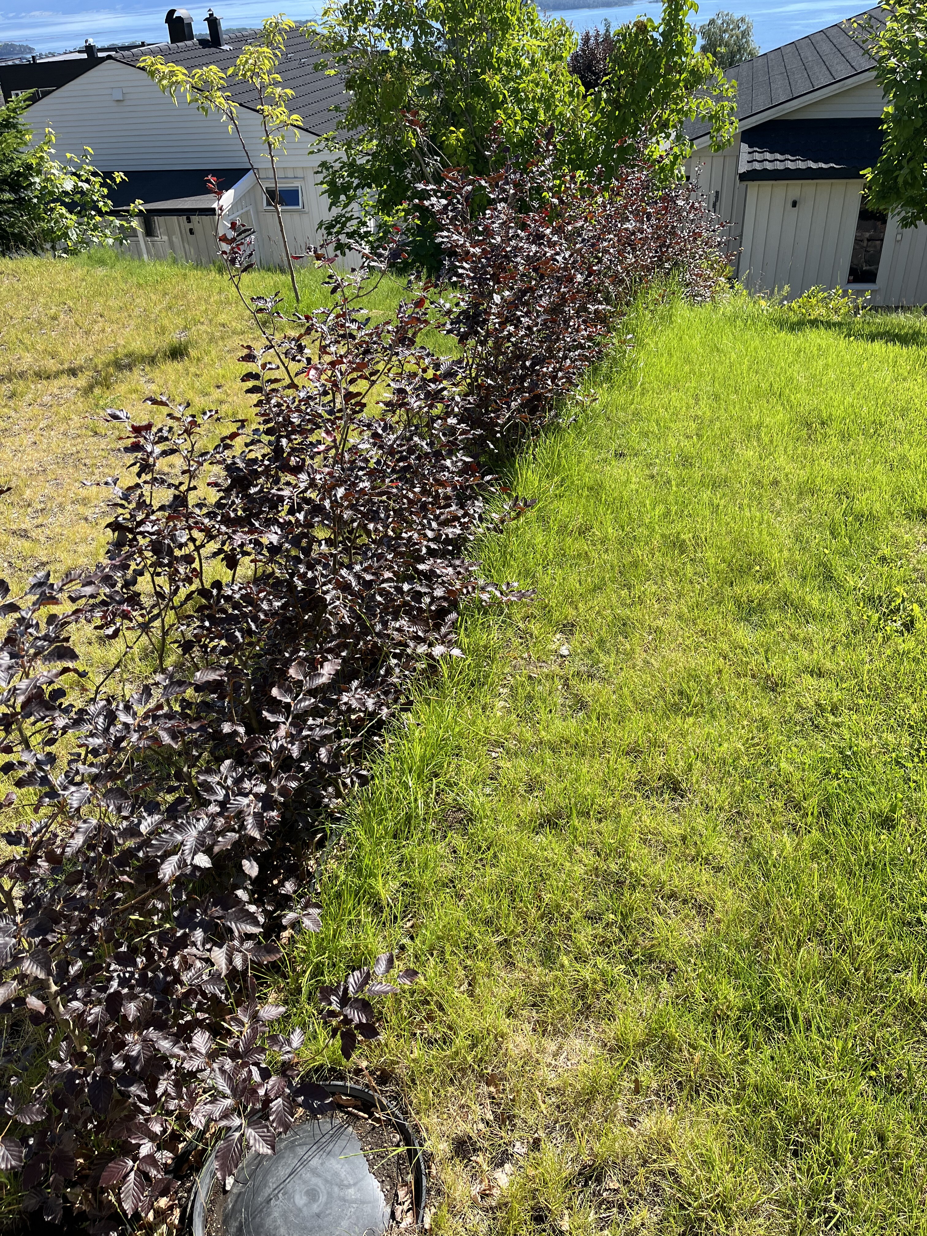 Blodbøk barrot Molde mai 2024