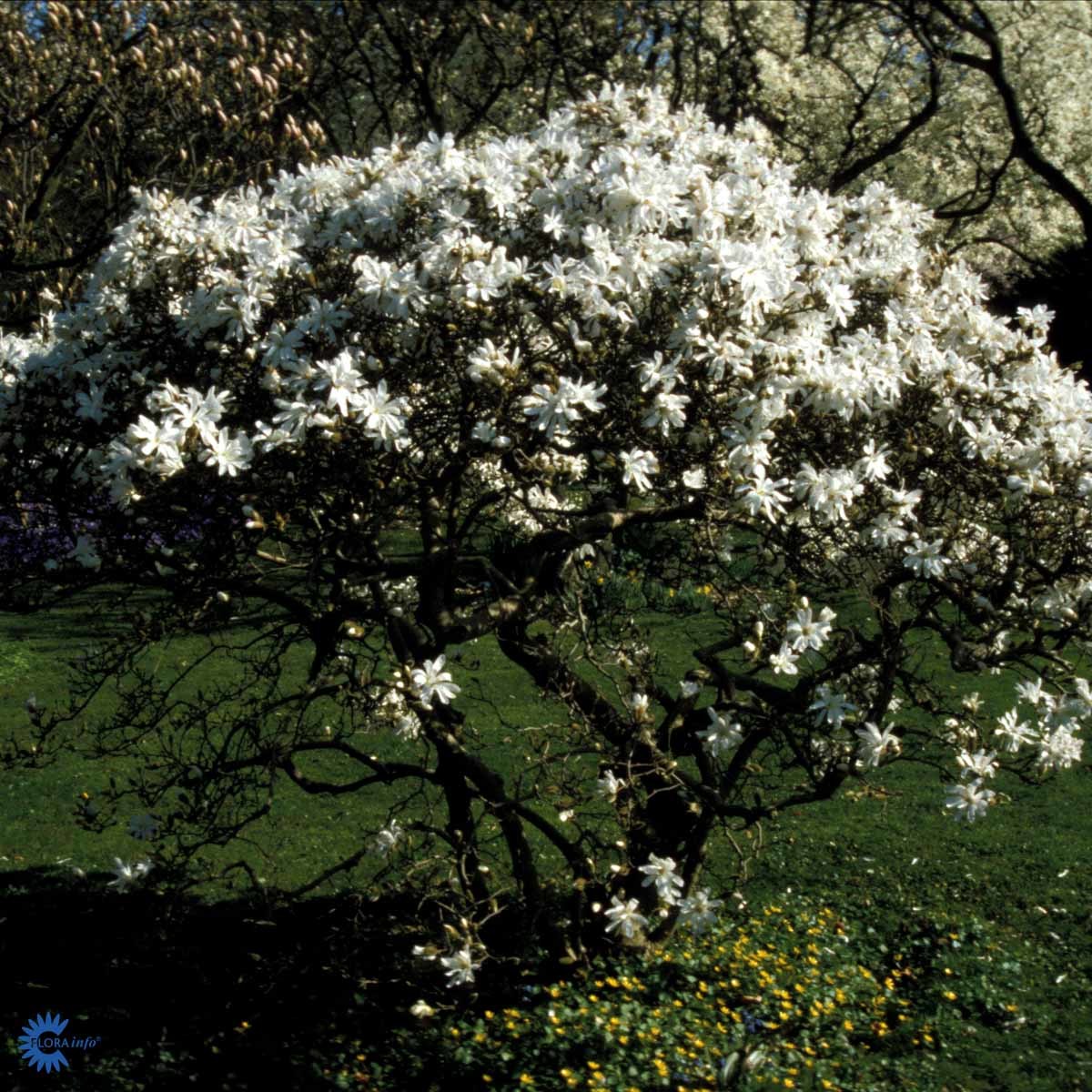 Stjernemagnolia