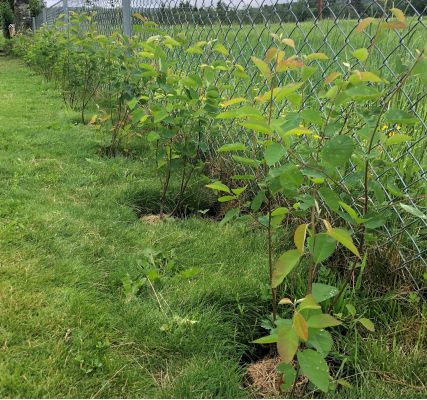 Junisøtmispel hekk plantet i Fenstad, blomstrende og dekorativ