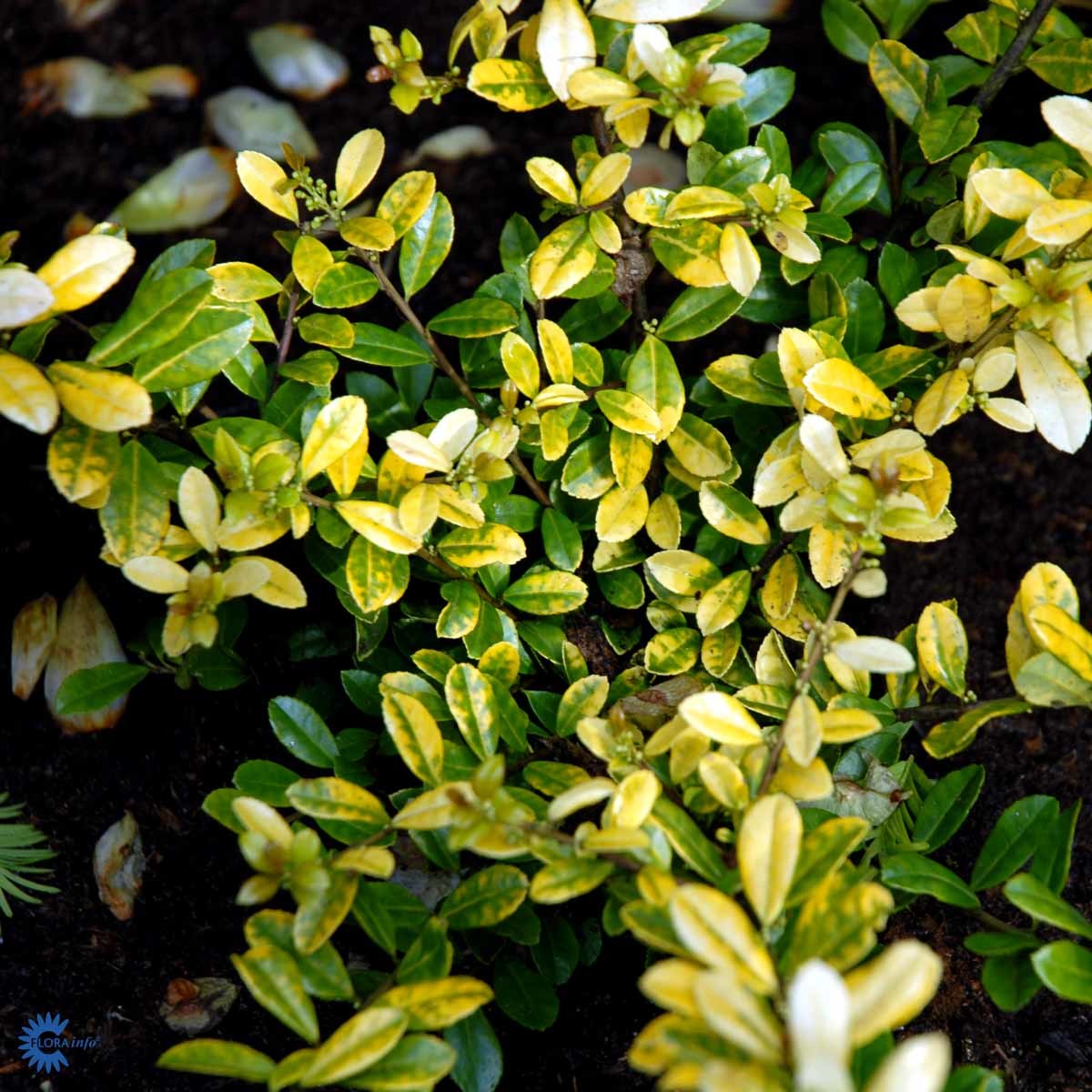 Kristorn 'Golden Gem'