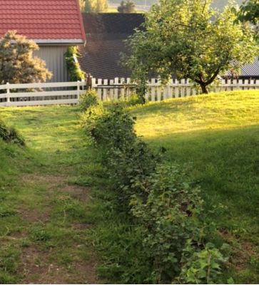 Alperips hekk plantet i Lillehammer, grønn og frodig