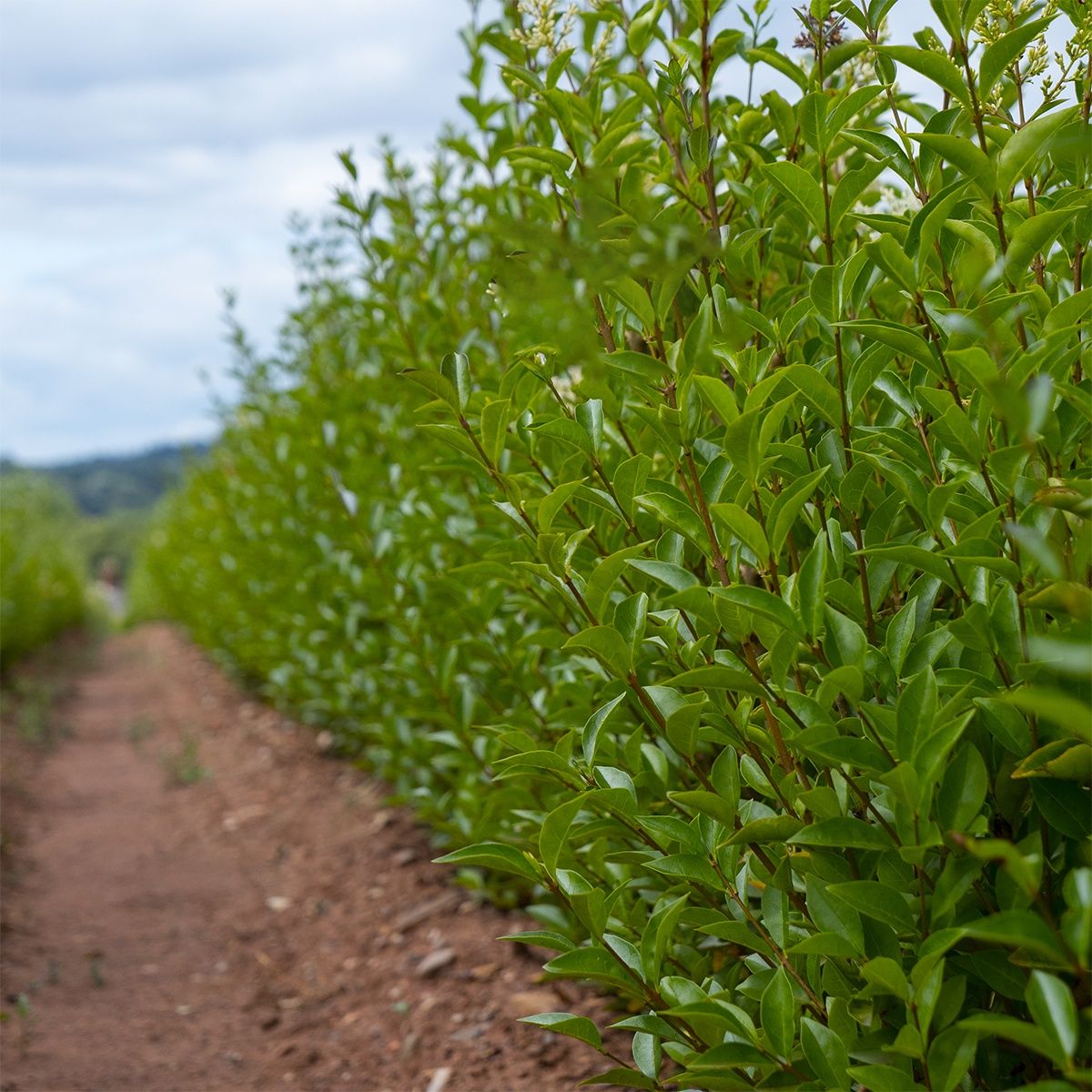 Ligustrum ovalifolium hekkplante