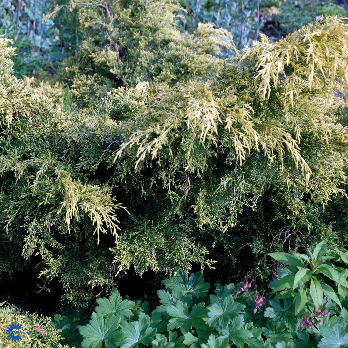 Kinaeiner 'Gold Coast'