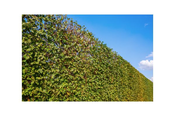Agnbøk (Carpinus betulus) brukt som hekkplante, robust og grønn