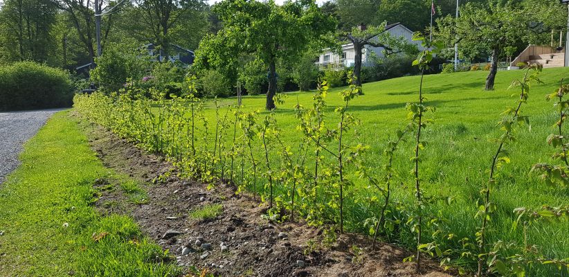 Bilde av hekk plantet i juni, grønn og frisk