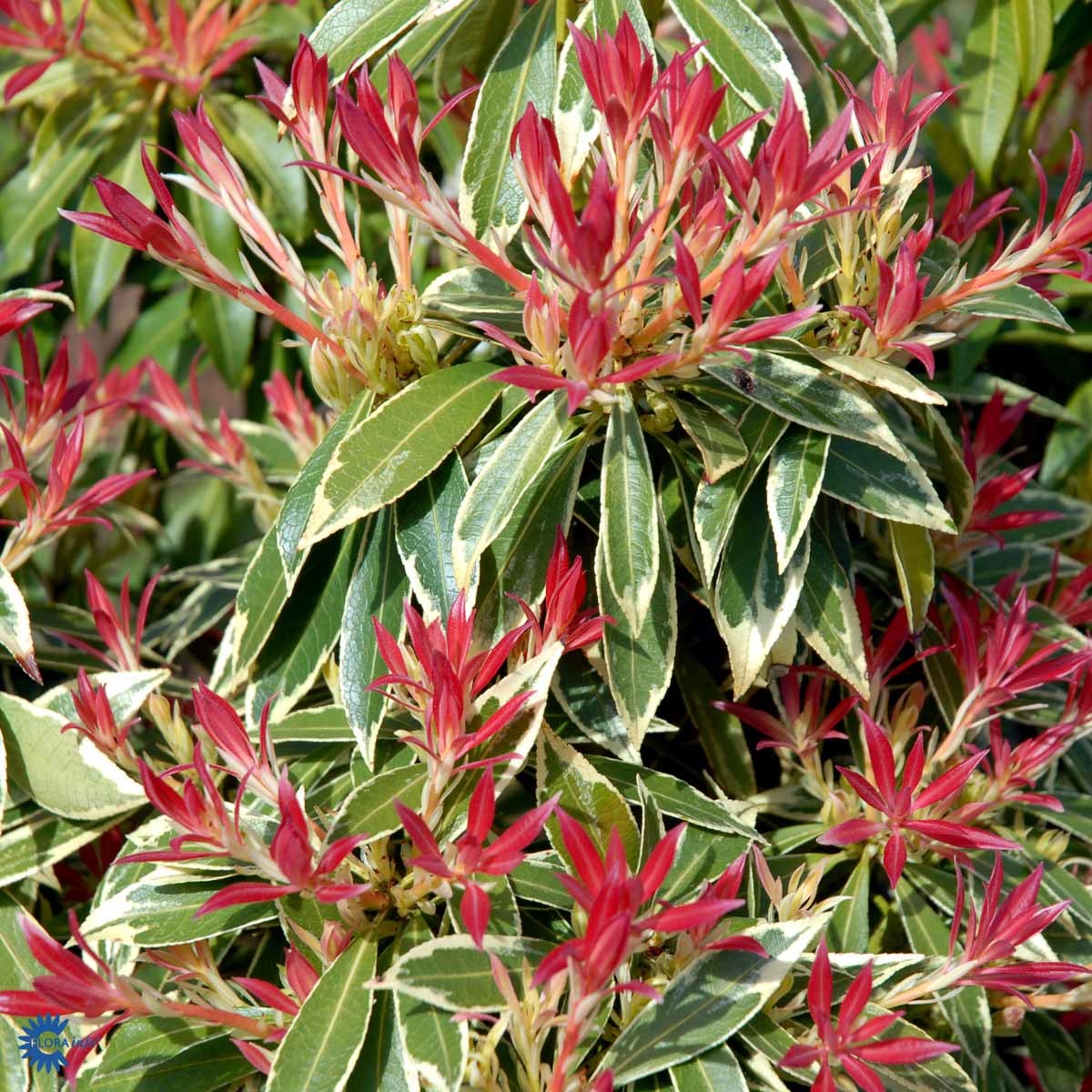 PIERIS 'FLAMING SILVER' (BUSK)