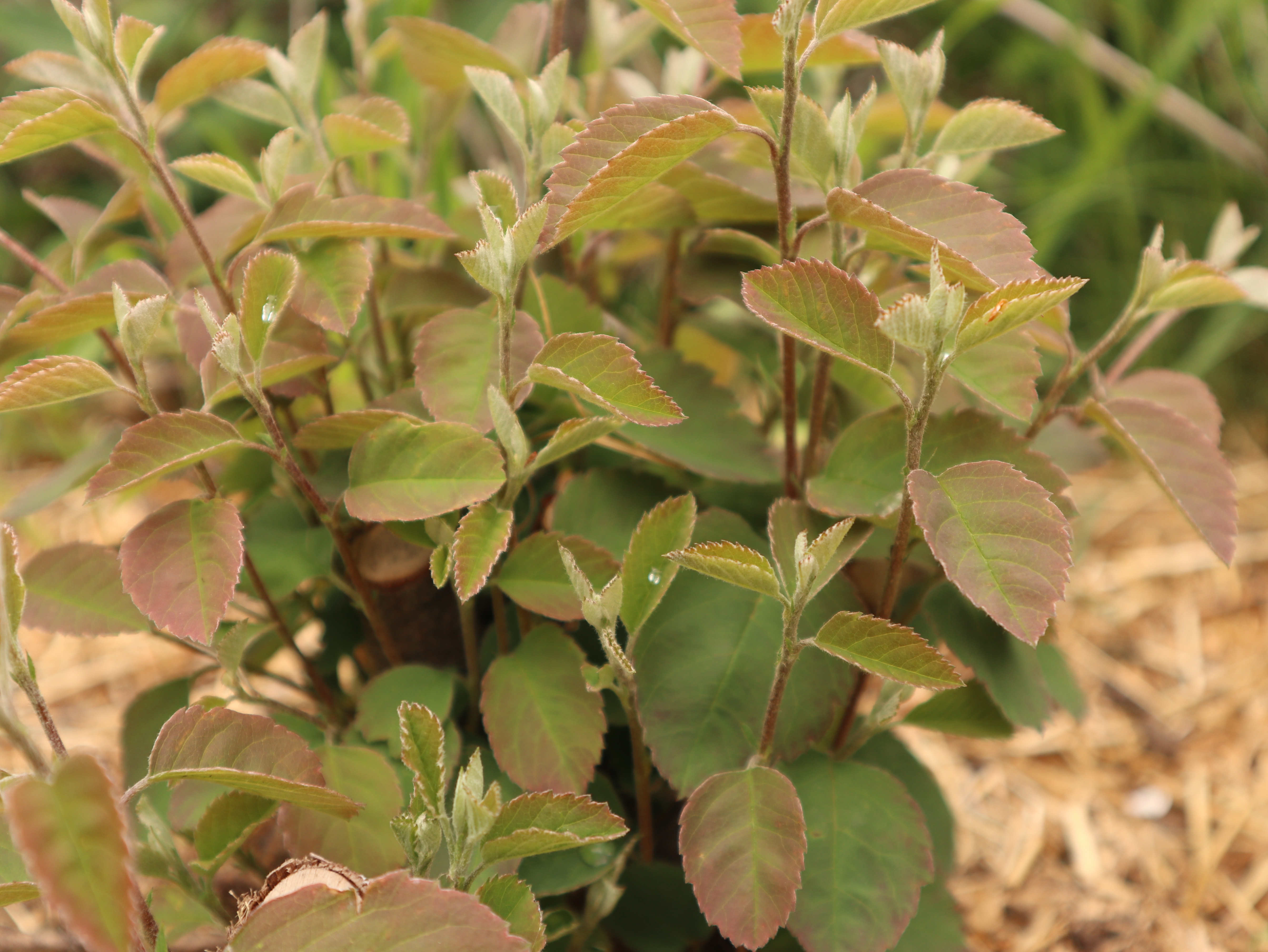 Bilde av hekk og plen, solrik dag