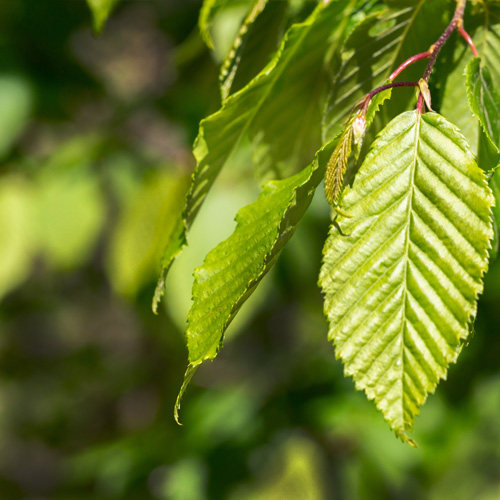 Agnbøk hekk som trives i ulike klima, tett og hardfør