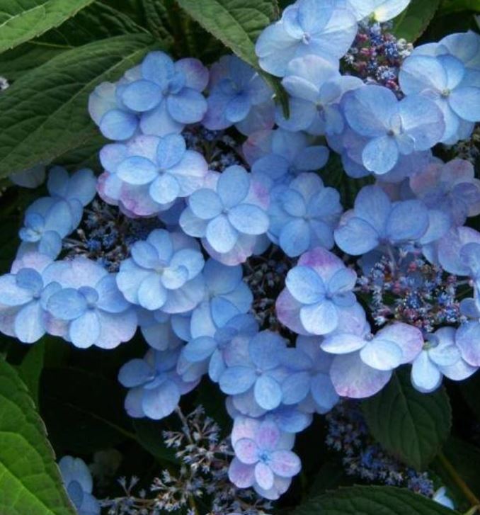 Hotensia Summer Glow