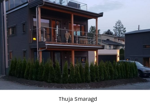Thuja hekkplante, robust og grønn