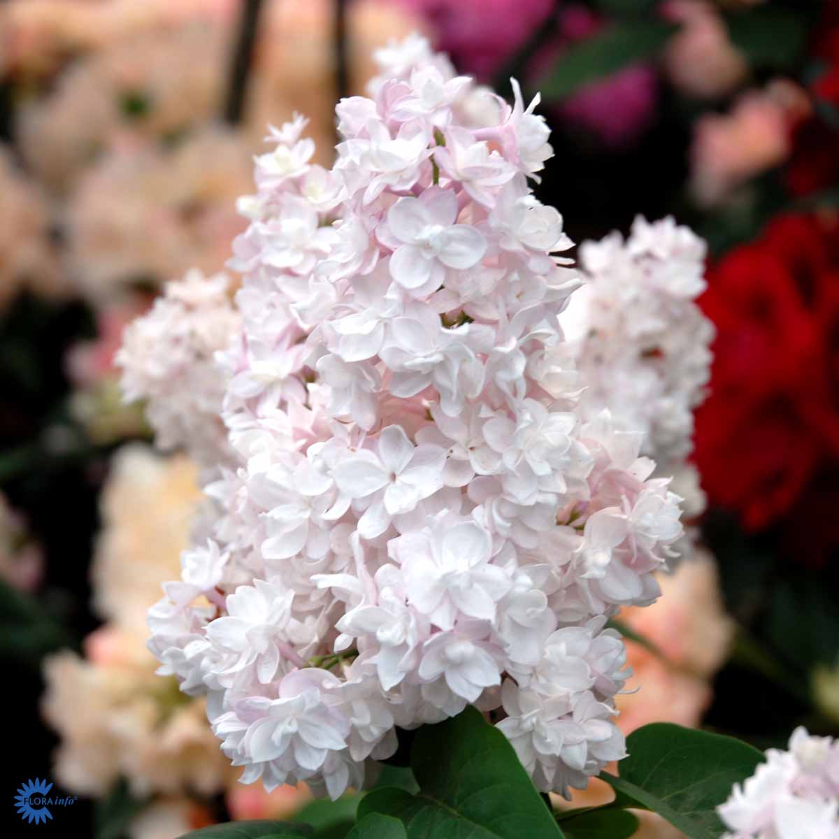 Duftsyrin 'Beauty of Moscow' syn. 'Krasavitsa Moskvy'