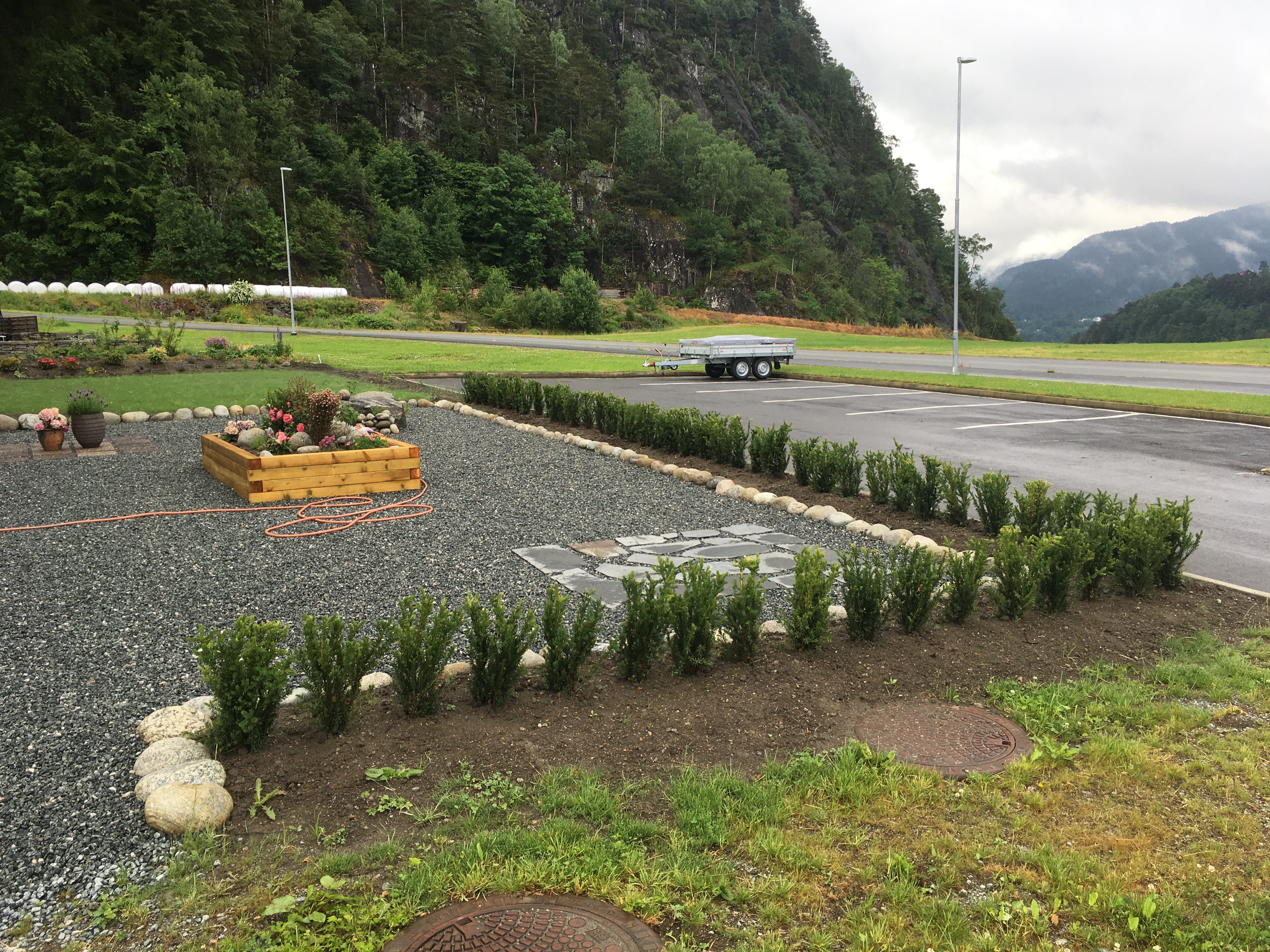 Barlind (Taxus hillii) hekk plantet hos kunde på Sand